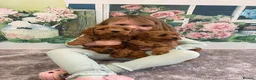 Cavapoo dogs for sale: F1B.Full DNA tested & health checked clear parents - Advert 11