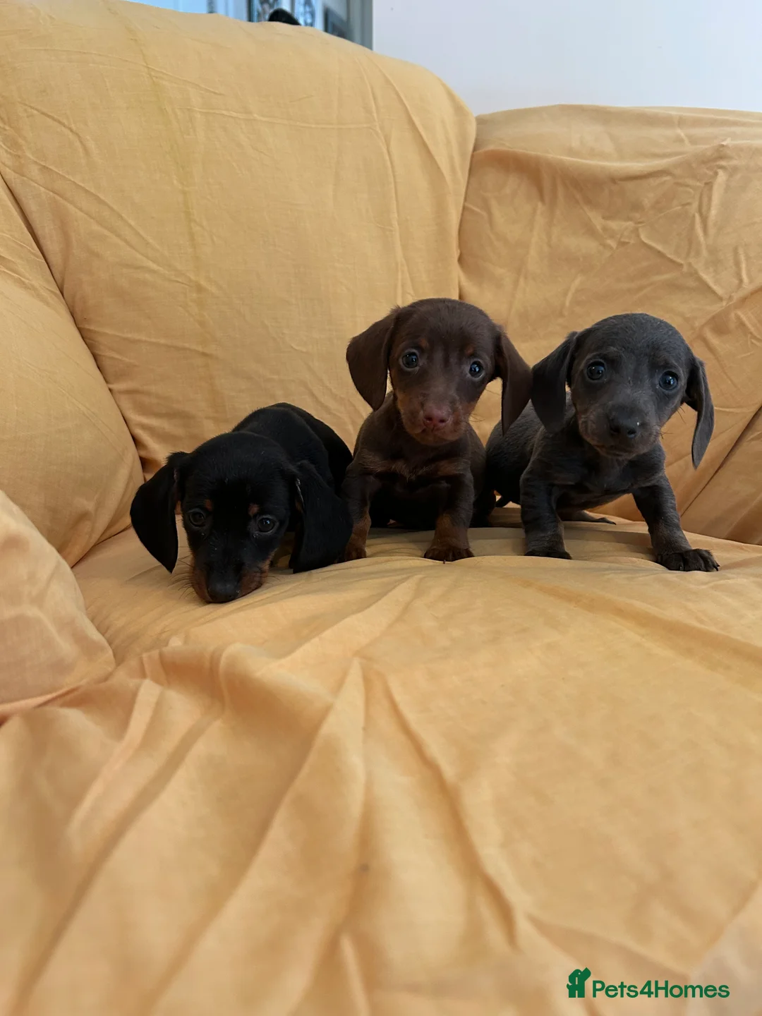 Miniature Dachshund dogs for sale: Miniature dachshund puppies ready now - Advert 7