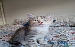 British Shorthair cats for sale: Half British Shorthair half fluffy  - Image 13