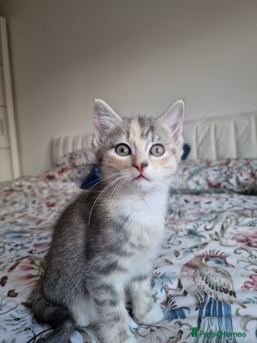 British Shorthair cats for sale: Half British Shorthair half fluffy  - Image 13
