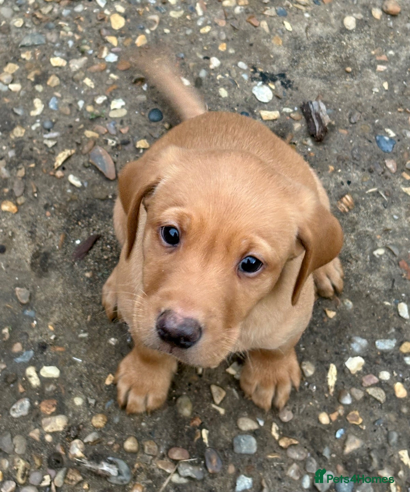 Labrador Retriever dogs for sale: 1 FOX RED BOY LEFT-KC-1 black girl -black boy 🐶  - Advert 11