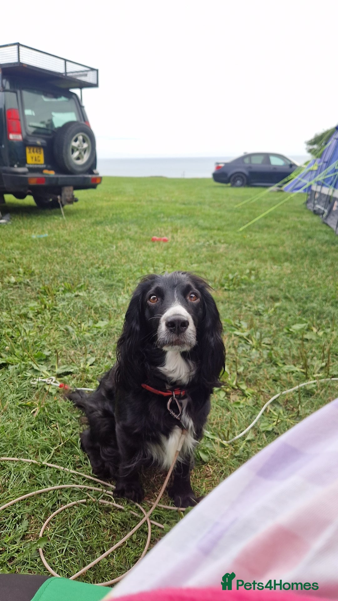 Sprocker dogs Sprocker puppies  - Advert 1