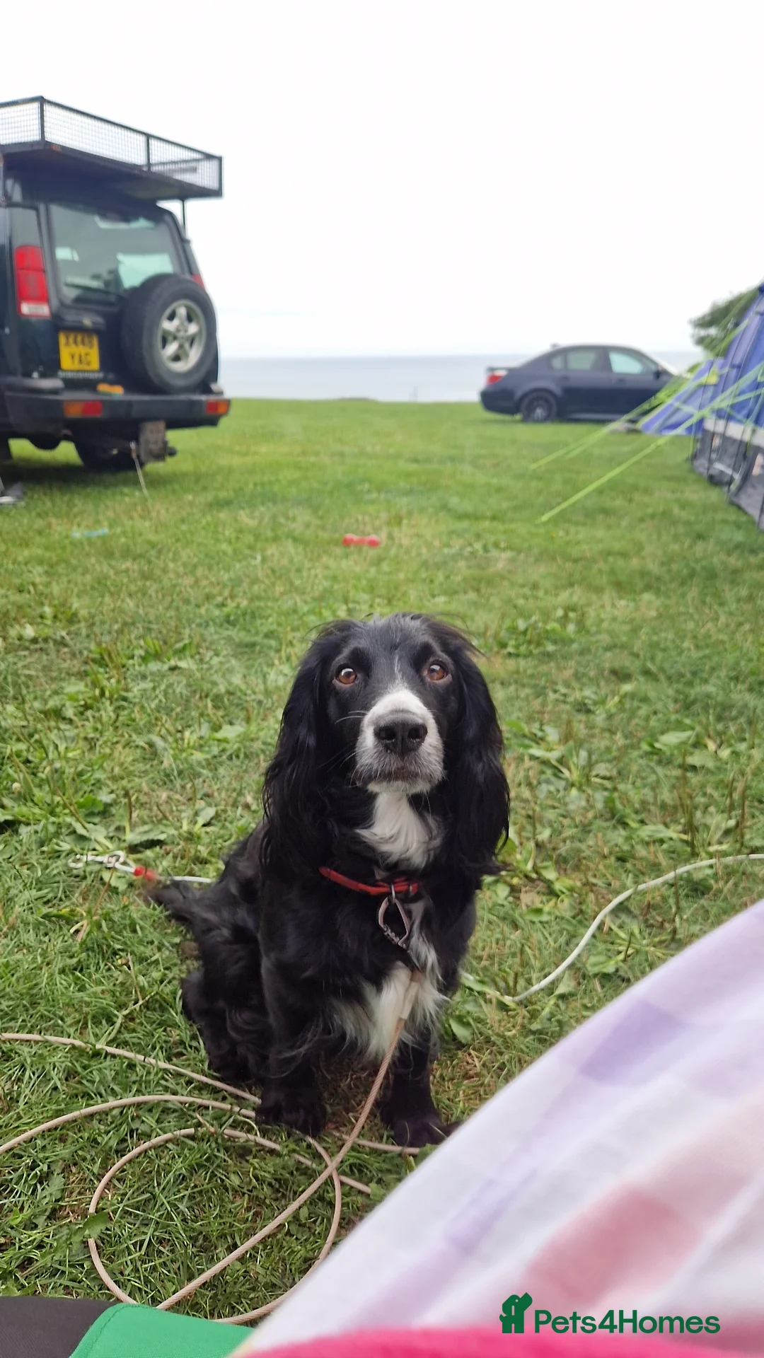 Sprocker dogs for sale: Sprocker puppies  - Advert 1