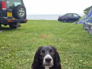 Sprocker dogs Sprocker puppies - Advert 13