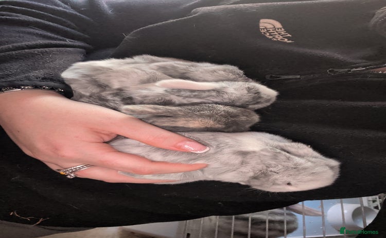 Mini Lop rabbits - Advert 1