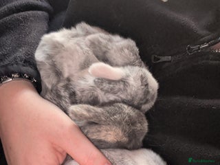 Mini Lop rabbits - Advert 1