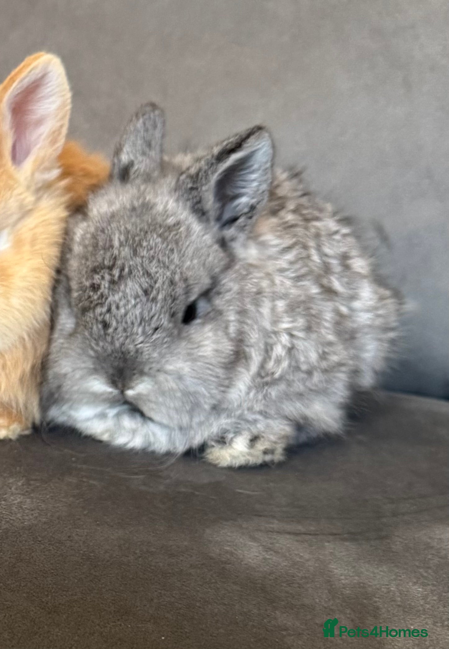 Mixed Breed rabbits Beautiful well handled baby bunny- Grey girl  - Advert 15