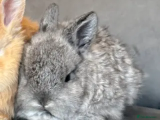 Mixed Breed rabbits Beautiful well handled baby bunny- Grey girl - Advert 2