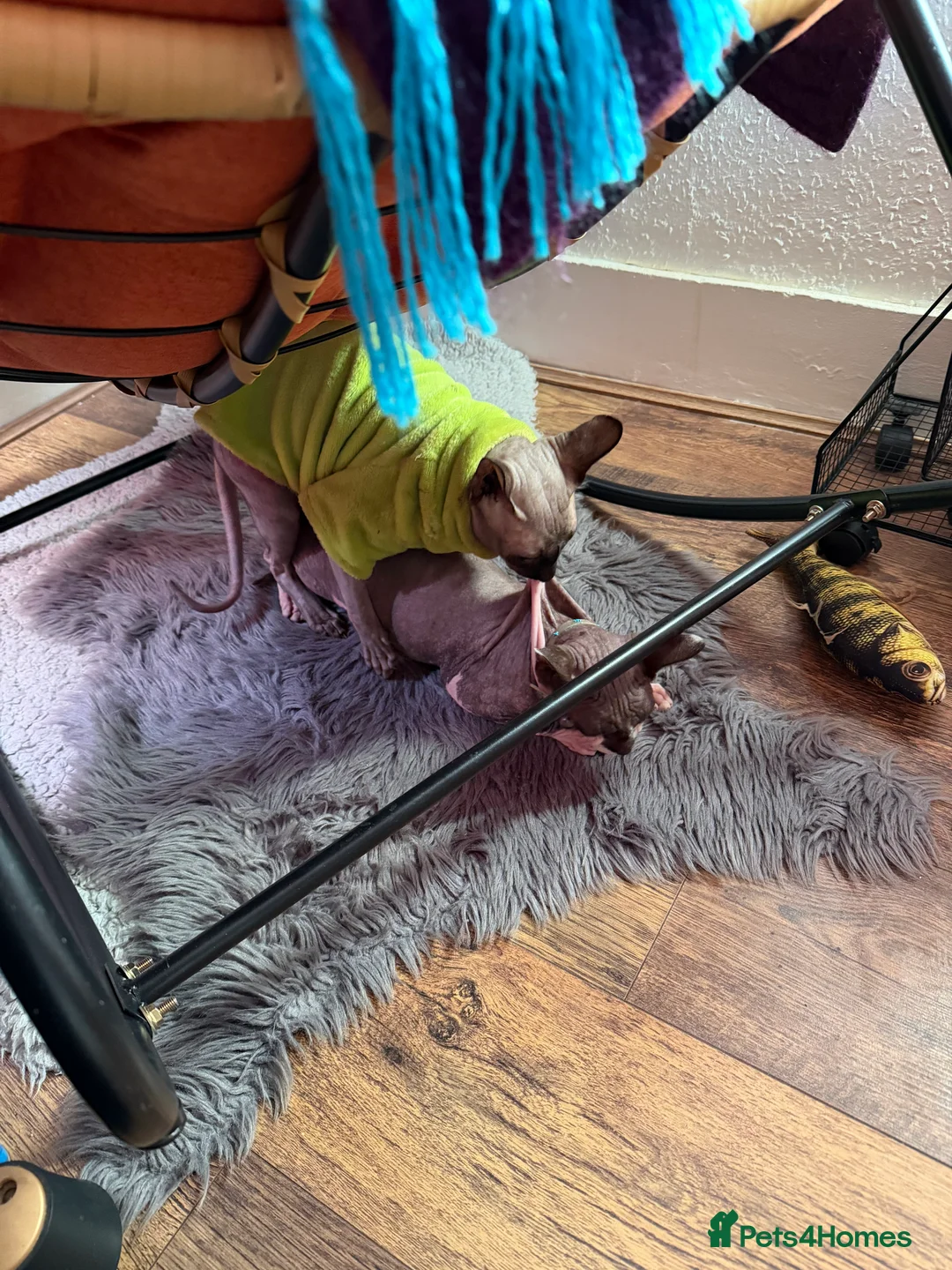 Sphynx cats for stud: OUTSTANDING  CHARCOAL SPHINX STUD 🖤250 - Advert 3