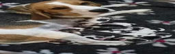 Beagle dogs for sale: Kc registered champion show line beagle puppies  - Advert 4