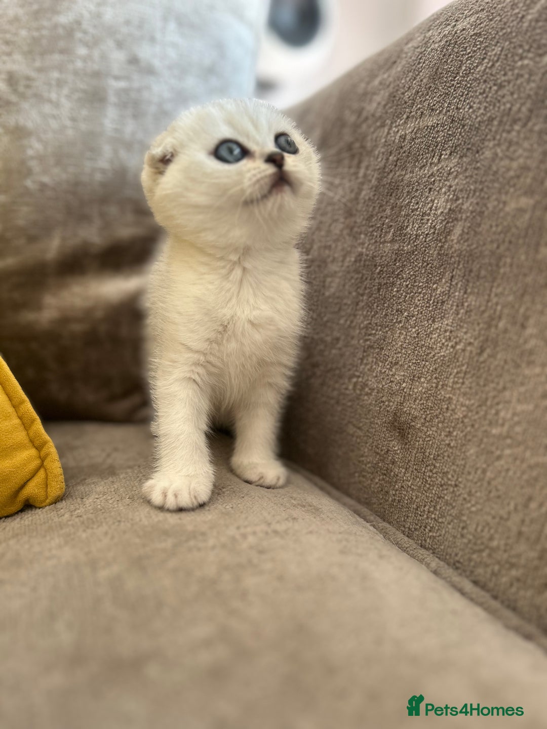 Scottish Fold cats for sale: LAST ONE - READY to LEAVE - PEDIGREE  - Image 5