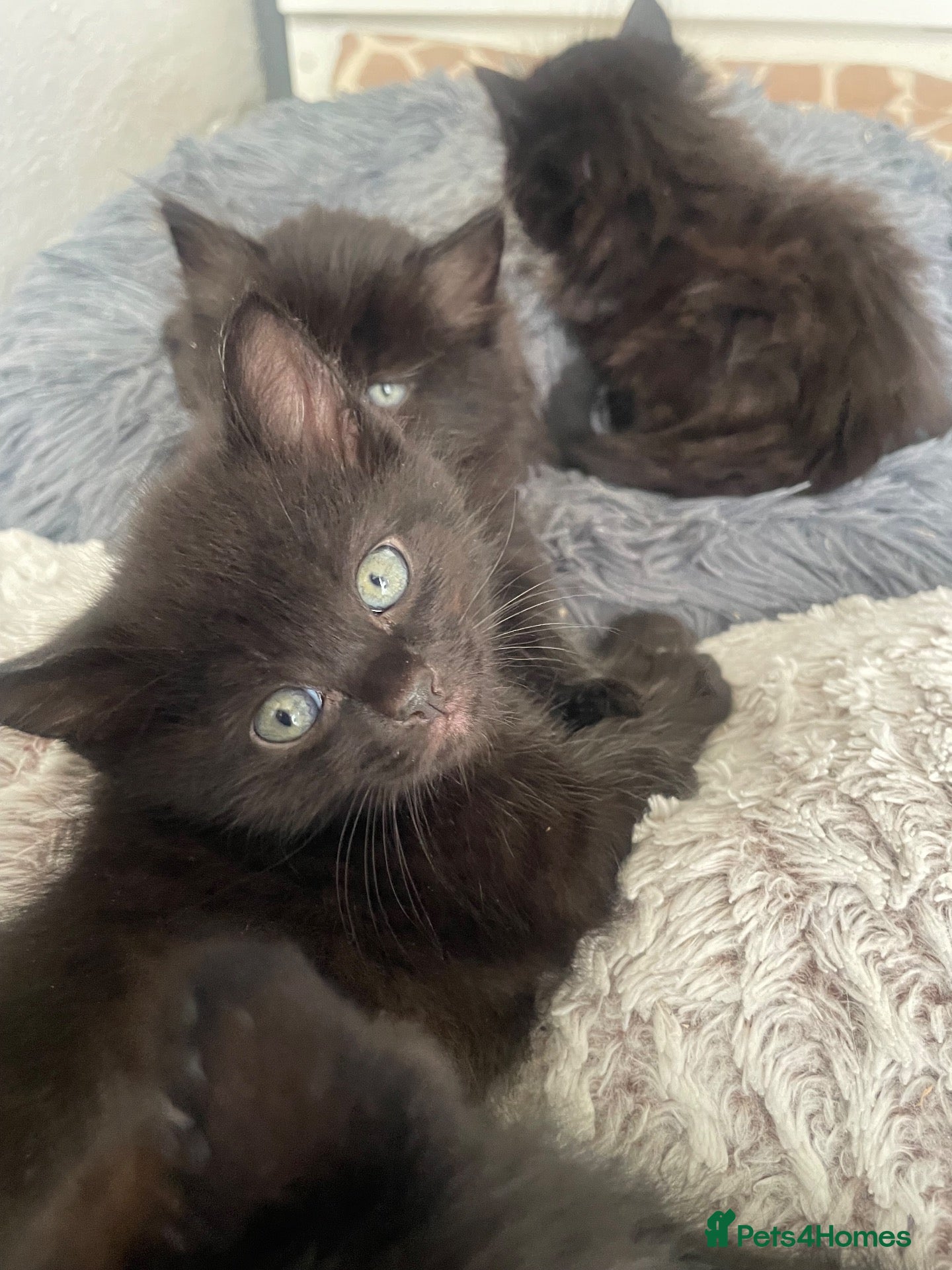 Mixed Breed cats Ragdoll x kittens  - Advert 2