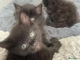 Mixed Breed cats Ragdoll x kittens - Advert 3