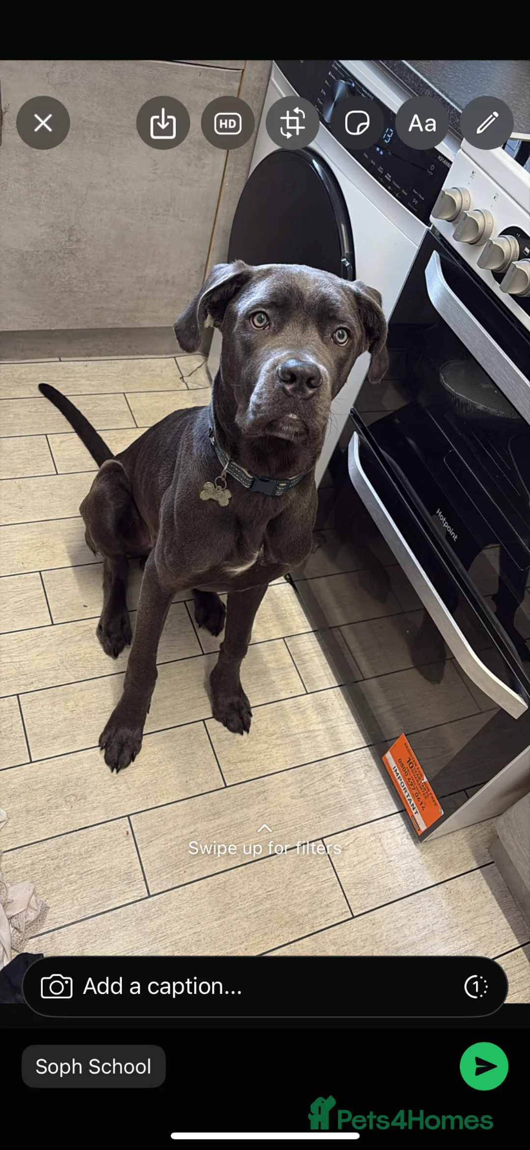 Cane Corso dogs for sale: Blue cane corso male Puppy  in Birmingham - Advert 2