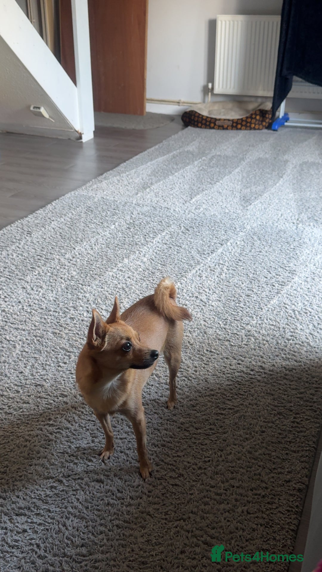 Mixed Breed dogs for sale: Both for rehoming - Advert 10