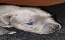 Staffordshire Bull Terrier dogs for sale: Twin large blue staffy boys - Image 3