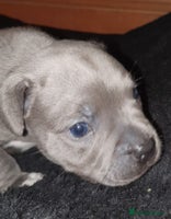 Staffordshire Bull Terrier dogs - Advert 3