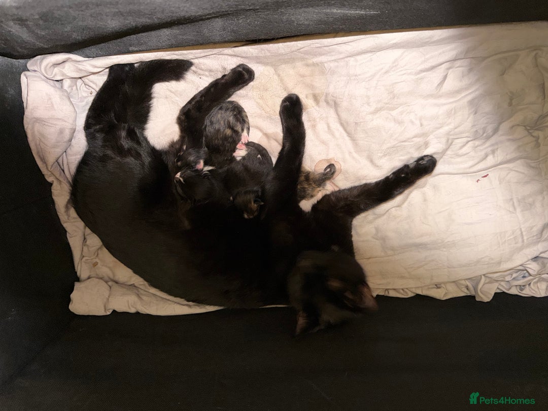 Bombay cats for sale: 1 black boy available  - Advert 5