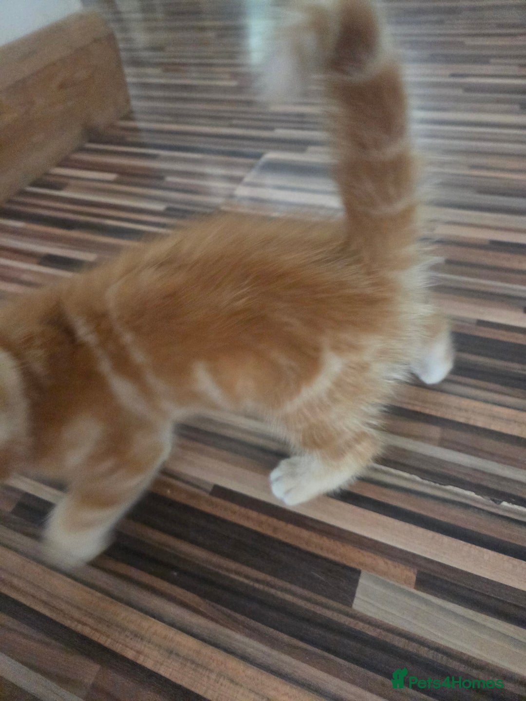 Mixed Breed cats for sale: 3 male gingers - Image 7