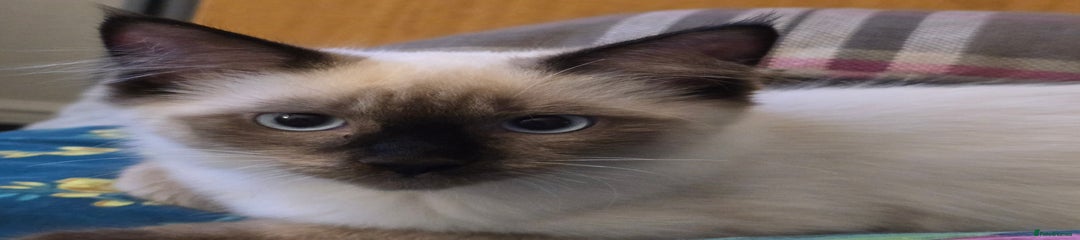 Maine Coon Kitten 3