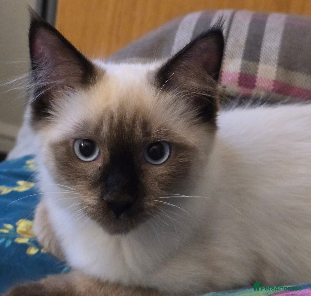 Maine Coon cats for sale: Maine Coon /Ragdoll Cross - Image 11