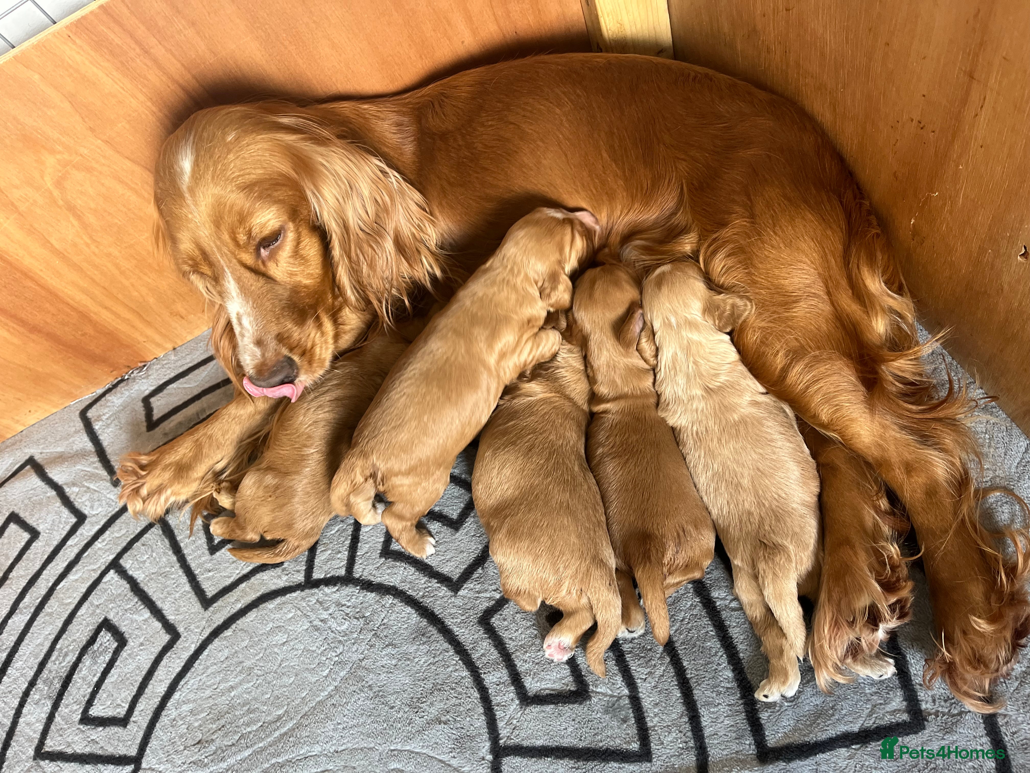 Cockapoo dogs 5 beautiful babies  - Advert 1