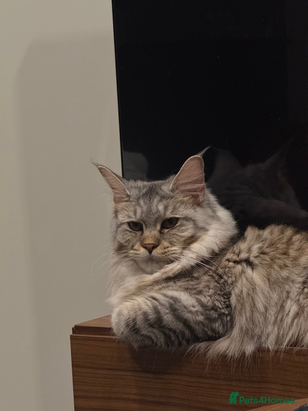 Maine Coon cats for sale: A year old Maine female cat looking for a new home - Advert 4