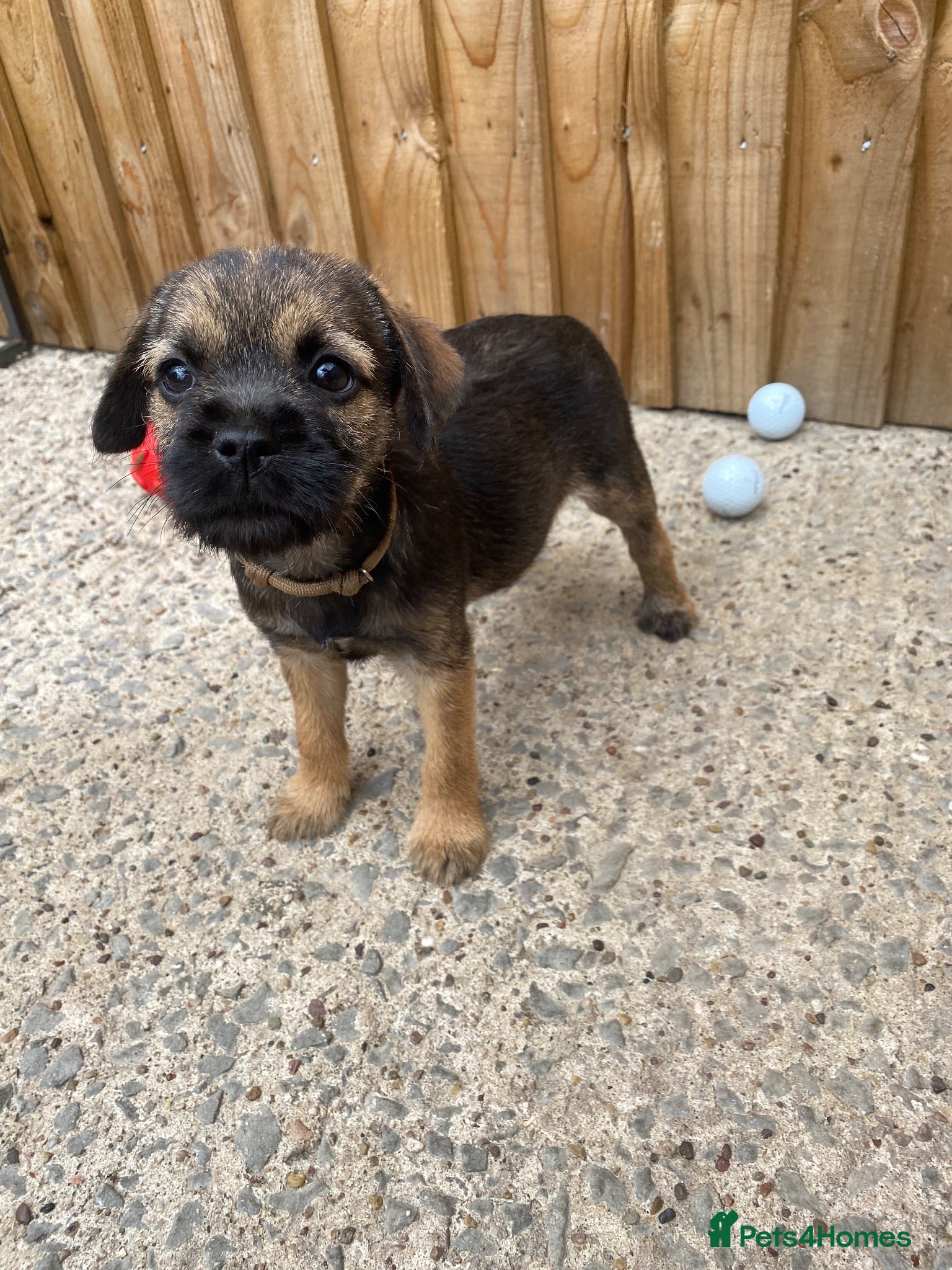 Border Terrier dogs ⭐️ KC BORDER TERRIERS, READY TO LEAVE NOW - Advert 17