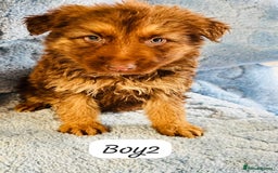 German Shepherd dogs for sale: German shepherd puppies  - Image 4
