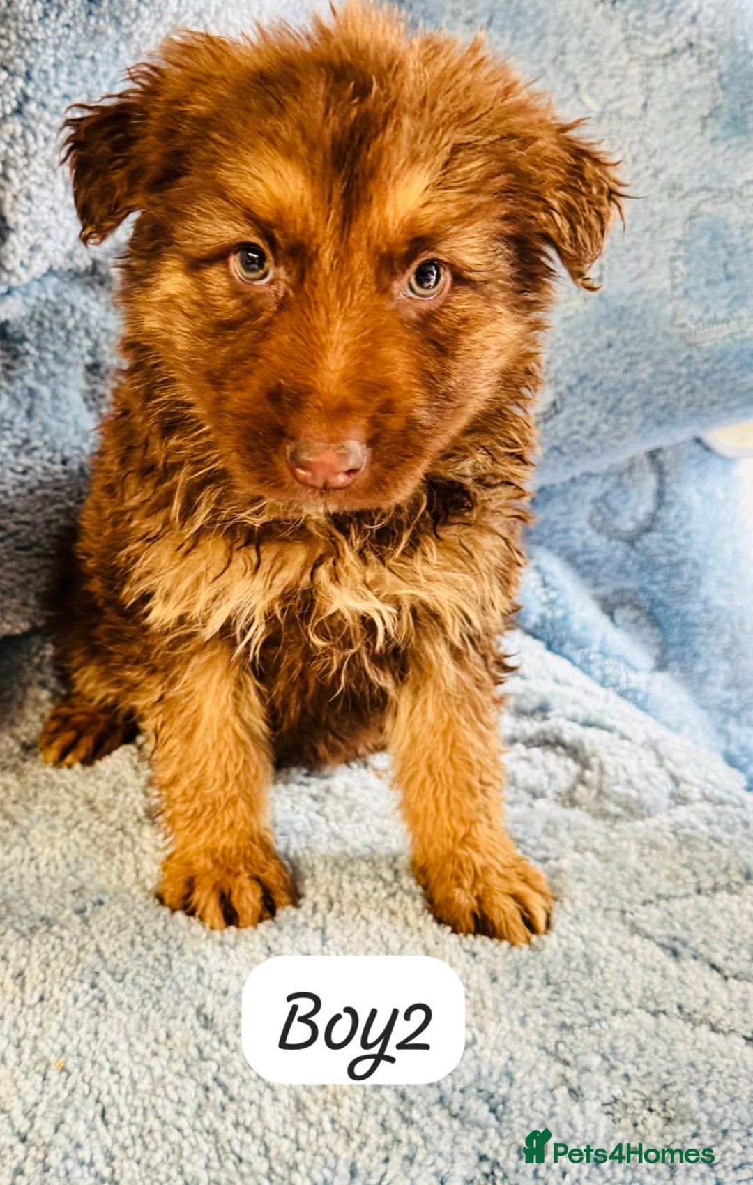 German Shepherd dogs for sale: German shepherd puppies  - Image 4