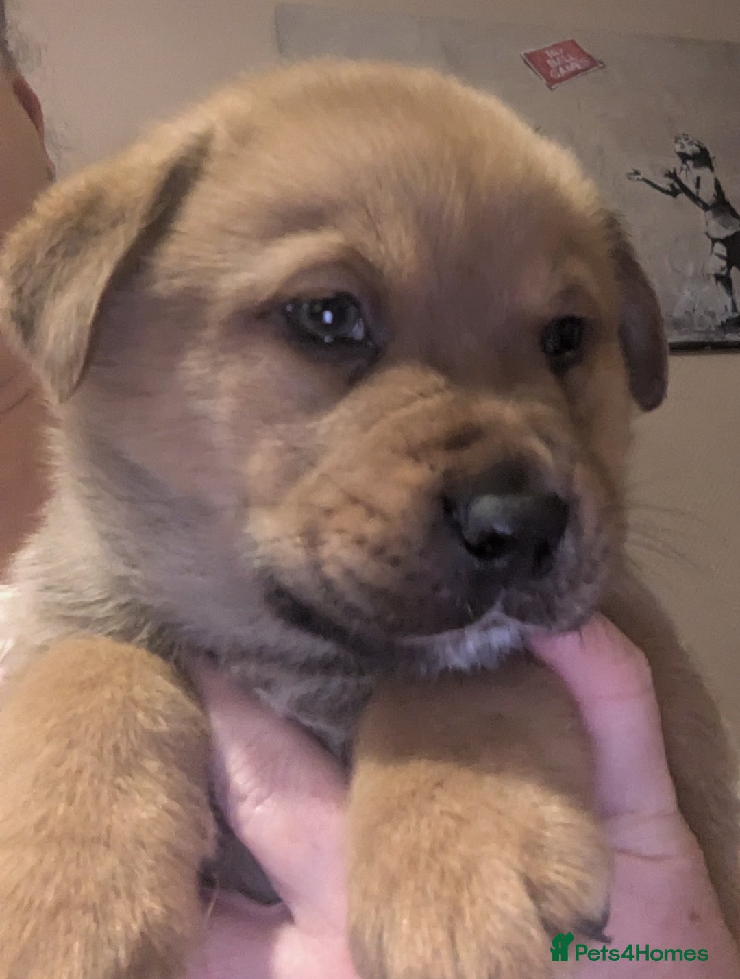 Mixed Breed dogs for sale: Pup looking for her forever home  - Advert 6