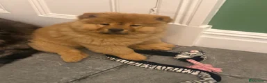 Chow Chow Puppy 2