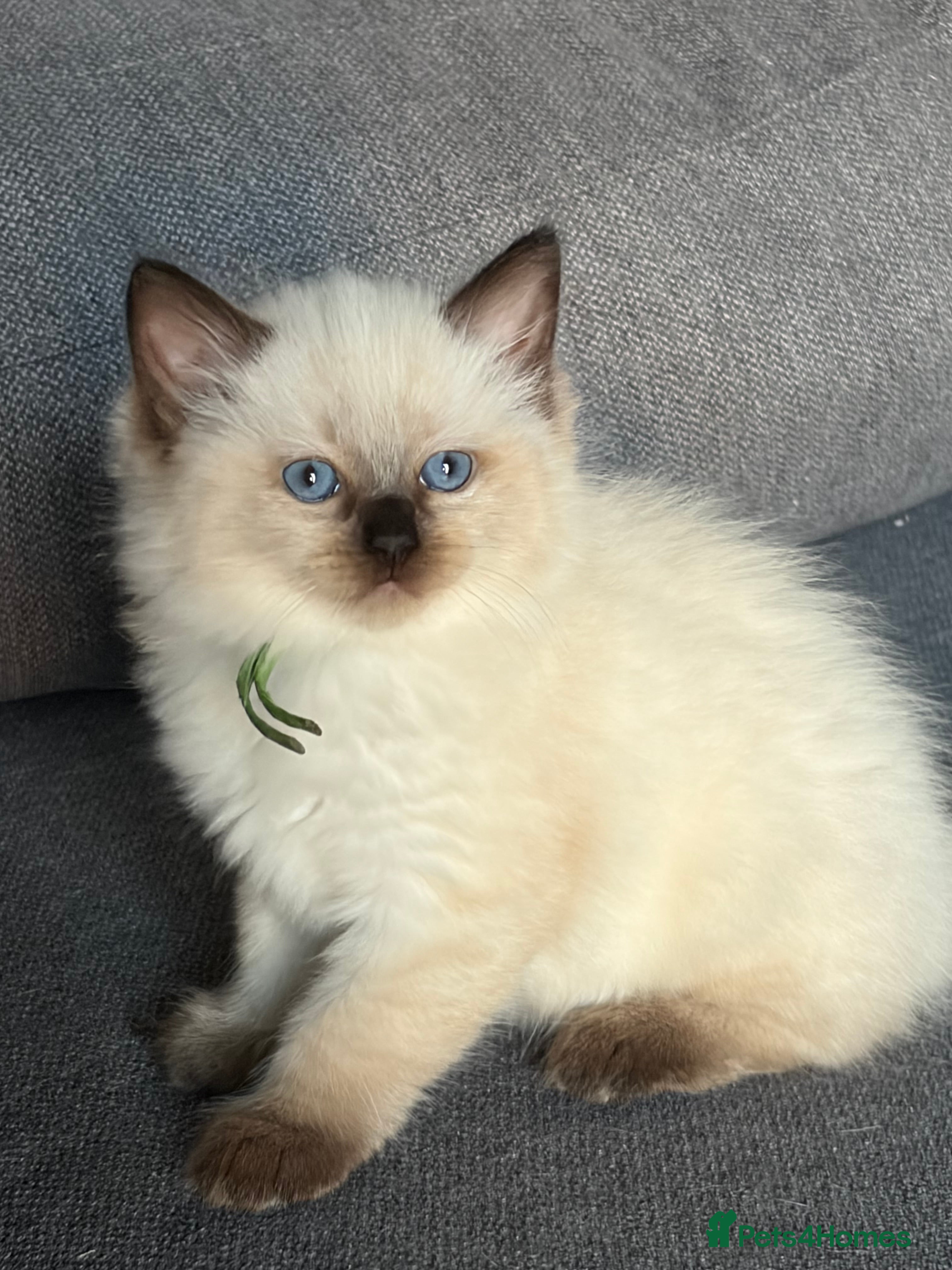 Ragdoll cats Ragdoll kittens looking for their forever home 💗 - Advert 2