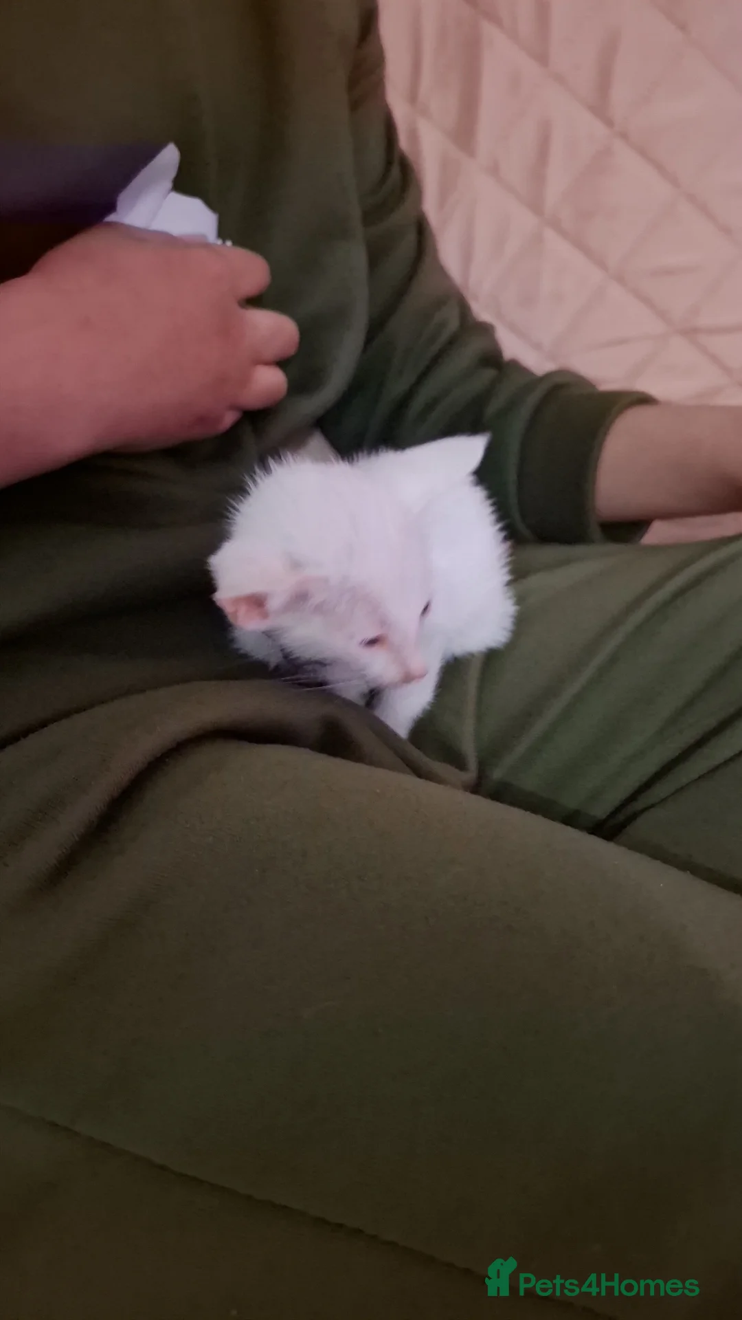 Oriental cats for sale: Oriental kitten for home - Advert 2