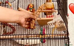 Conures birds for sale: Pineapple conure - Image 1