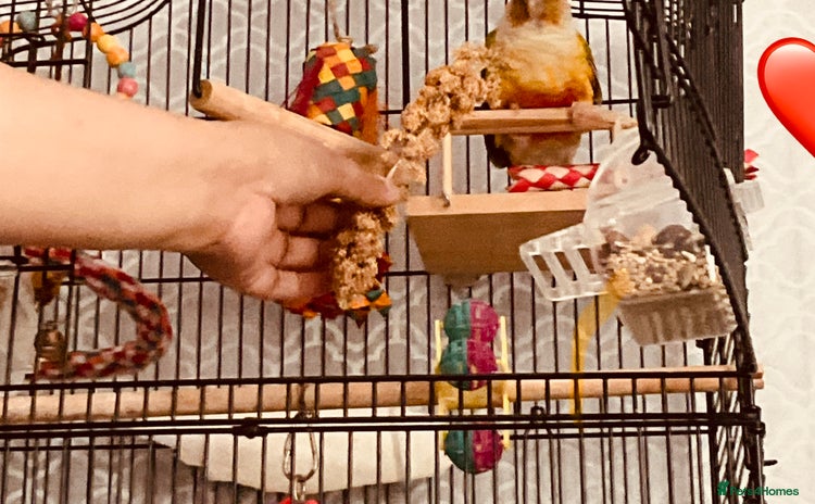 Conures birds - Advert 1