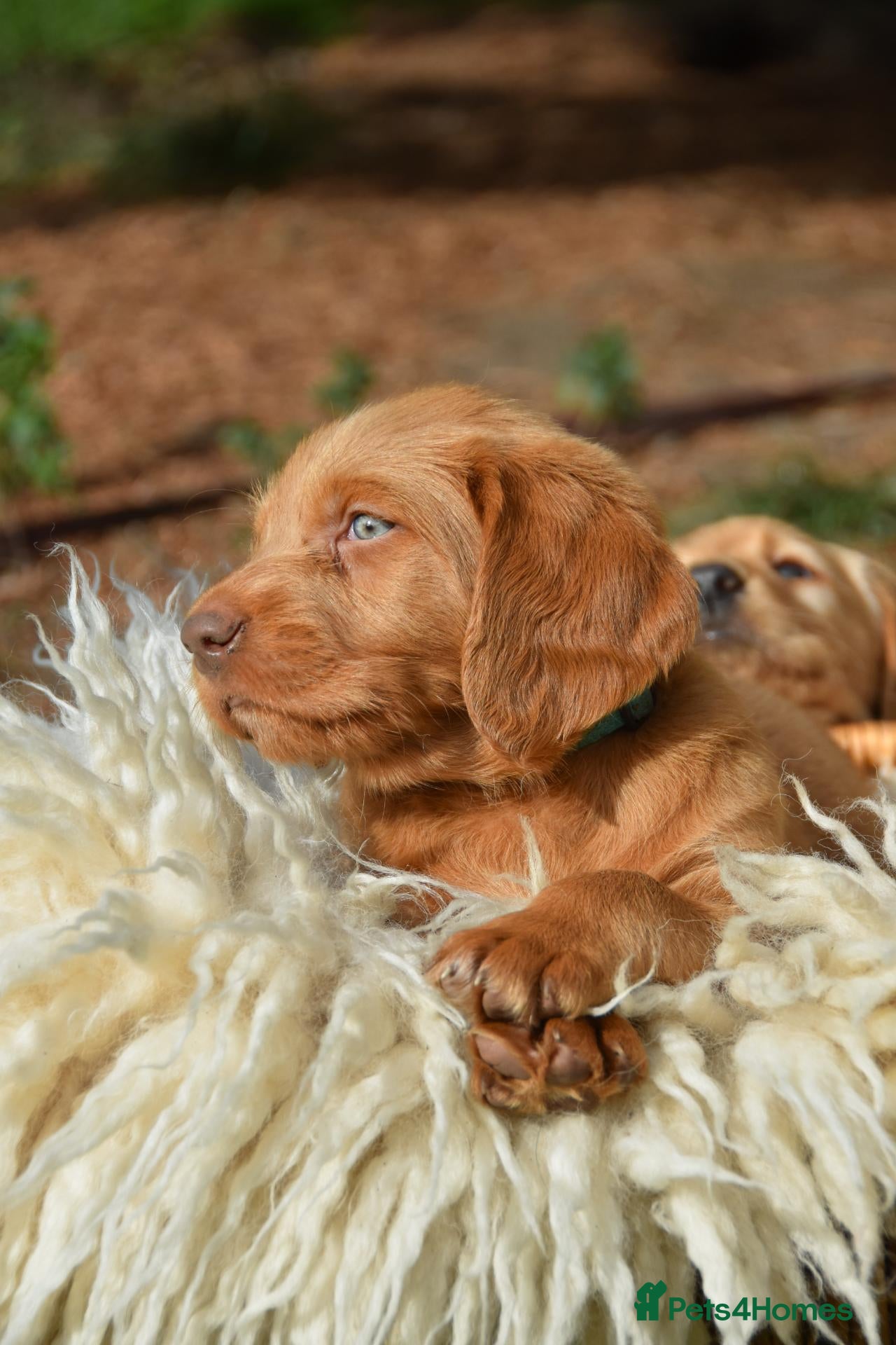 Australian Labradoodle dogs Australian Labradoodle Puppies - Advert 1
