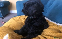 Labradoodle dogs for sale: Labradoodle girl 13 weeks old - Image 4