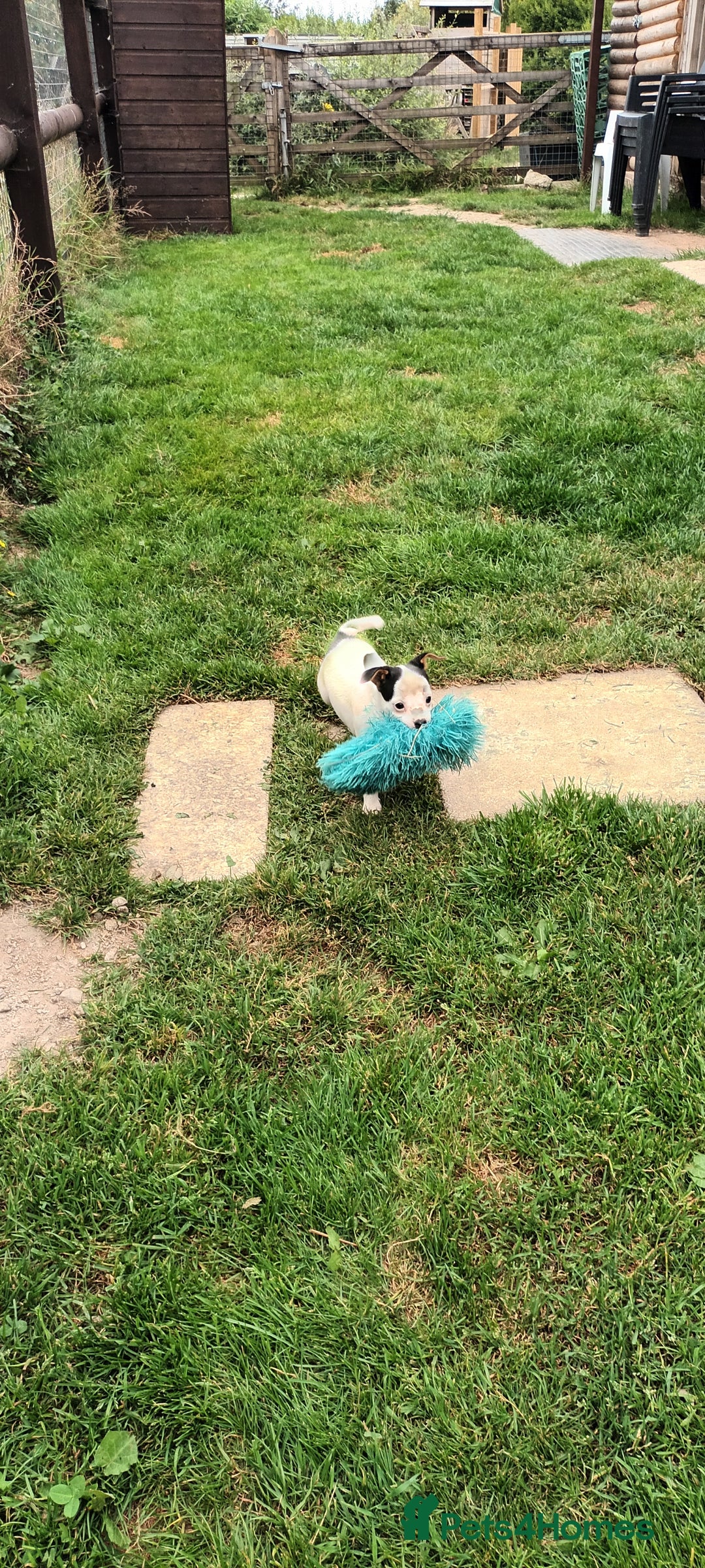 Jack Russell dogs for sale: Jack Russell pups for sale - Image 8