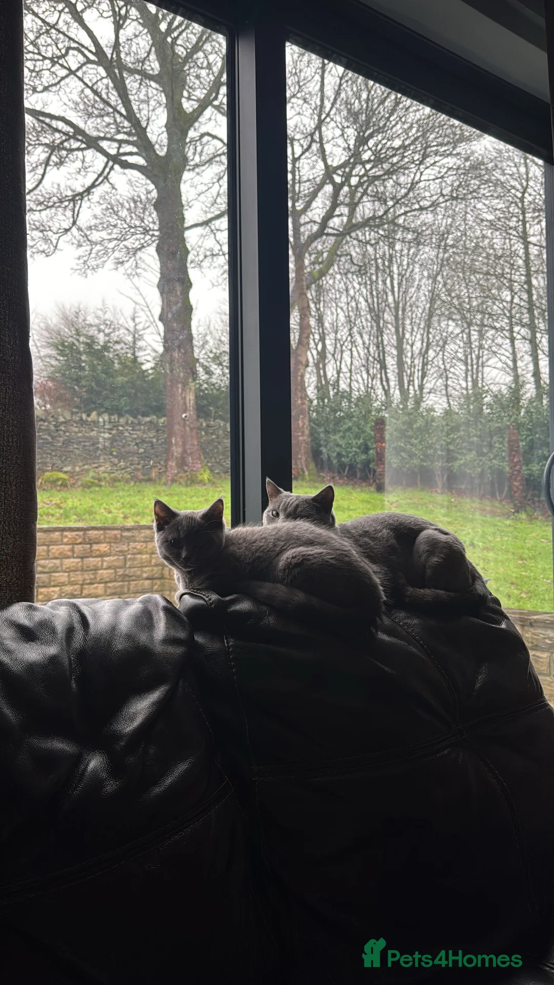 Mixed Breed cats for sale: Mixed ragdoll x British short hair cat - Advert 2