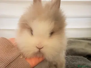 Lionhead rabbits 🐰ADORABLE LIONHEAD BUNNIES FOR SALE🐰 - Advert 1