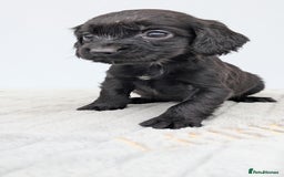 Cocker Spaniel dogs for sale: Adorable Working Cocker Puppies - Image 9