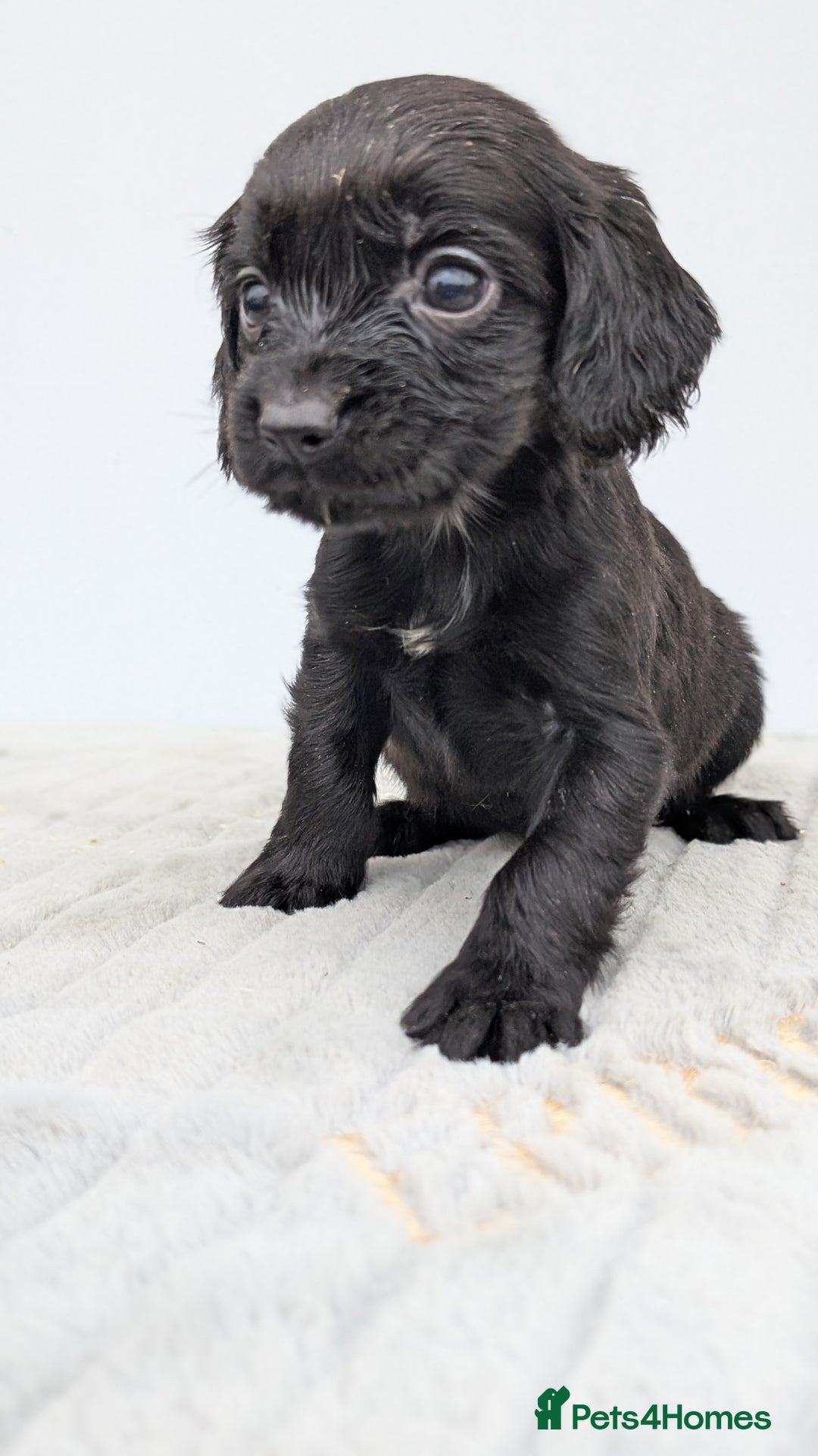 Cocker Spaniel dogs for sale: Adorable Working Cocker Puppies - Image 9