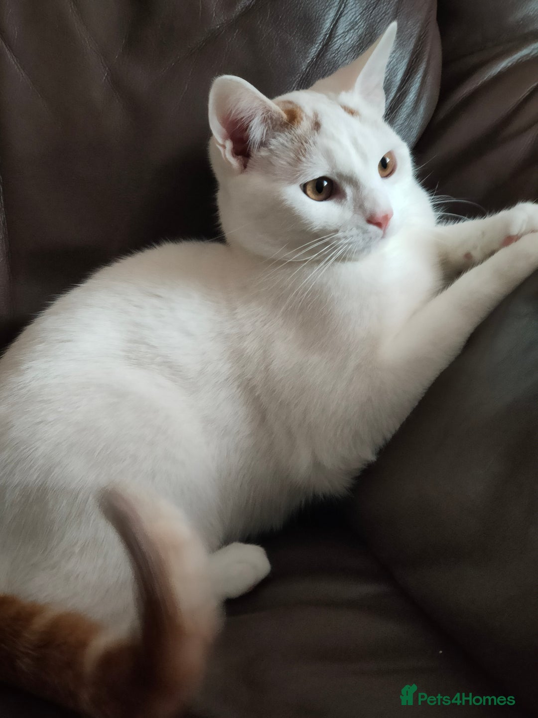Turkish Van cats for sale: Turkish van male kitten  - Advert 7
