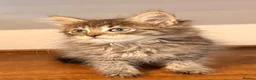 Siberian cats for sale: New imported lines Siberian kittens - Advert 10