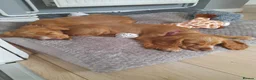 Cocker Spaniel dogs for sale: Cocker spaneil puppies  in Nottingham - Advert 4