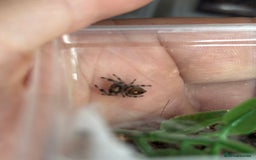 Spiders invertebrates for sale: Regale jumping spiders  - Image 1