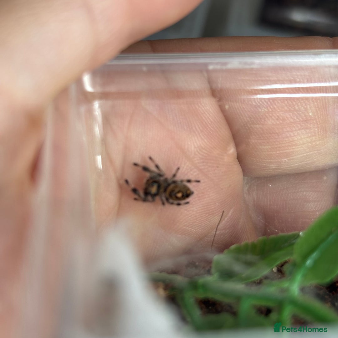 Spiders invertebrates for sale: Regale jumping spiders  - Image 1
