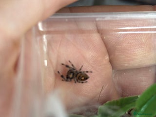 Spiders invertebrates - Advert 18