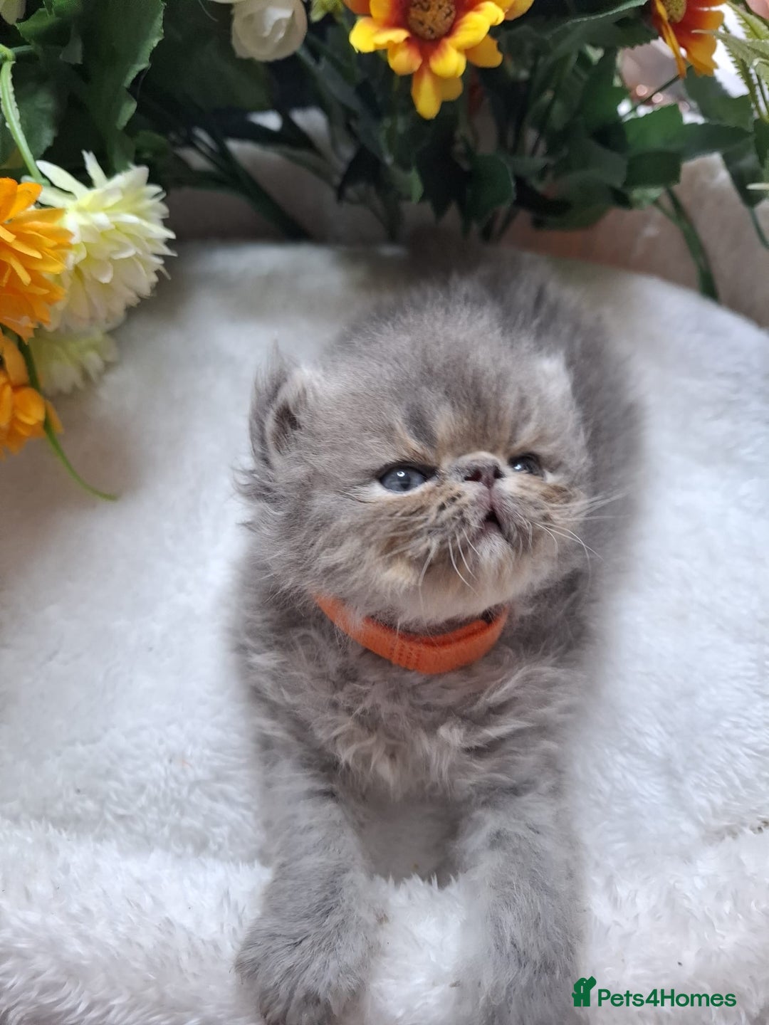 Persian cats for sale: Persian Kittens looking for their forever homes - Image 13